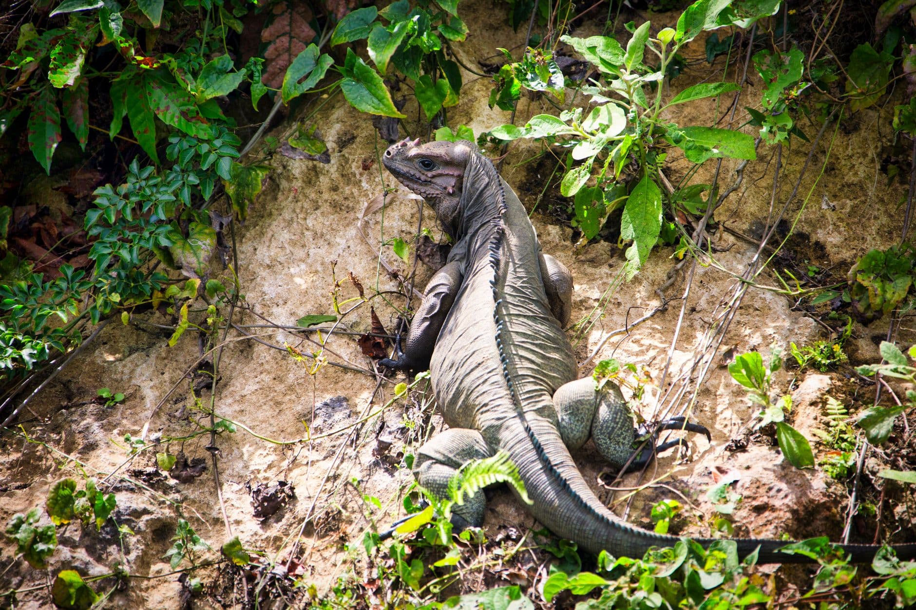 Parque Ecológico La Loma (Las Guáranas)