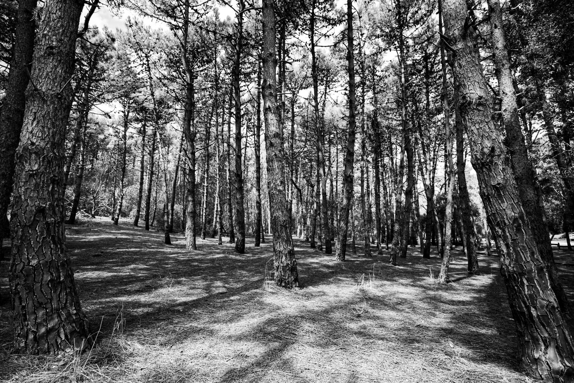 Parque Ecológico La Cañada de los Pinos