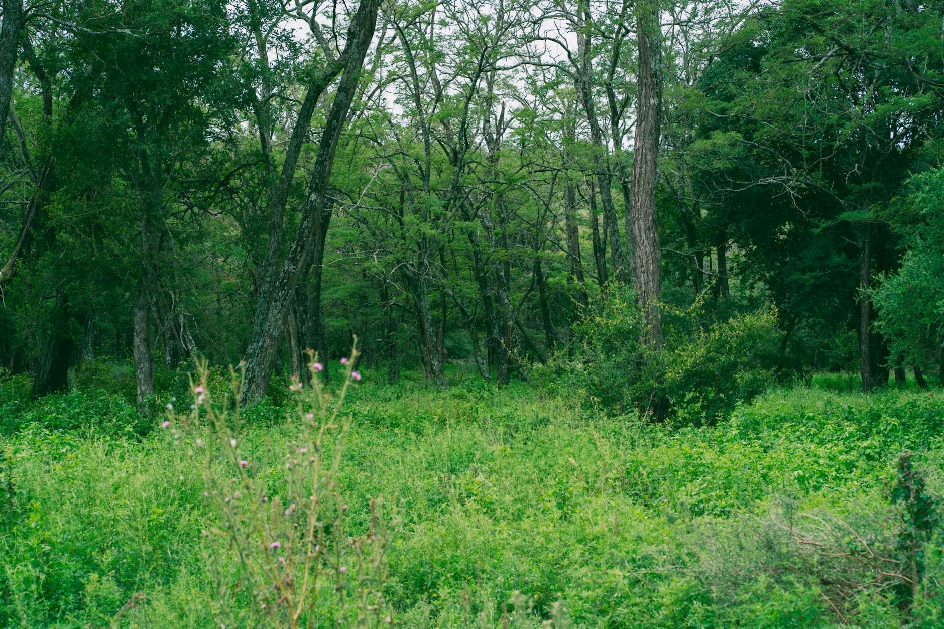 Parque Ecológico La Cañita de Los Alcarrizos