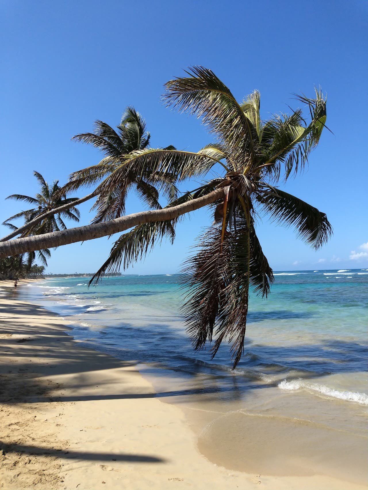 Playa Palmera