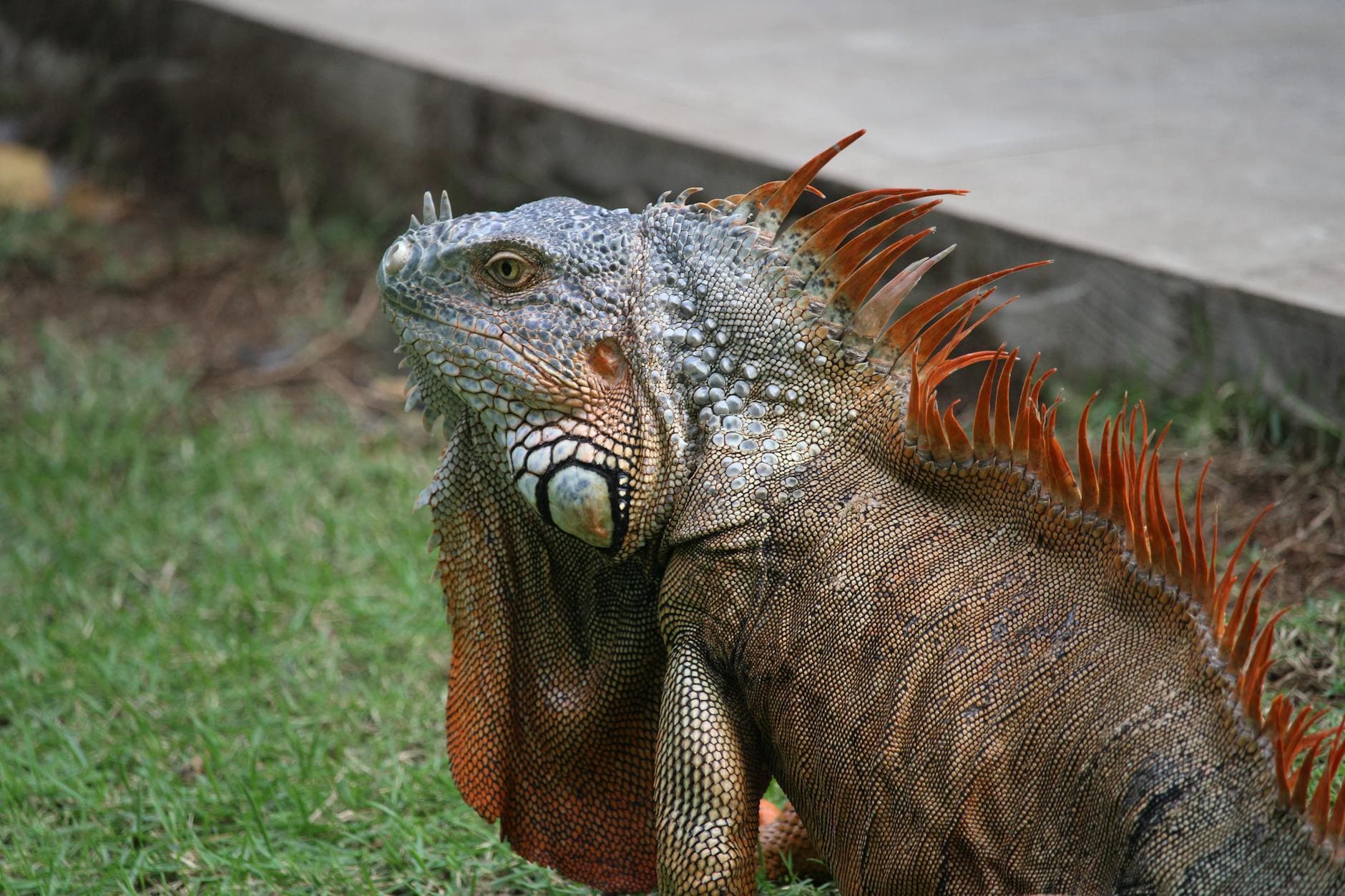 Barahona