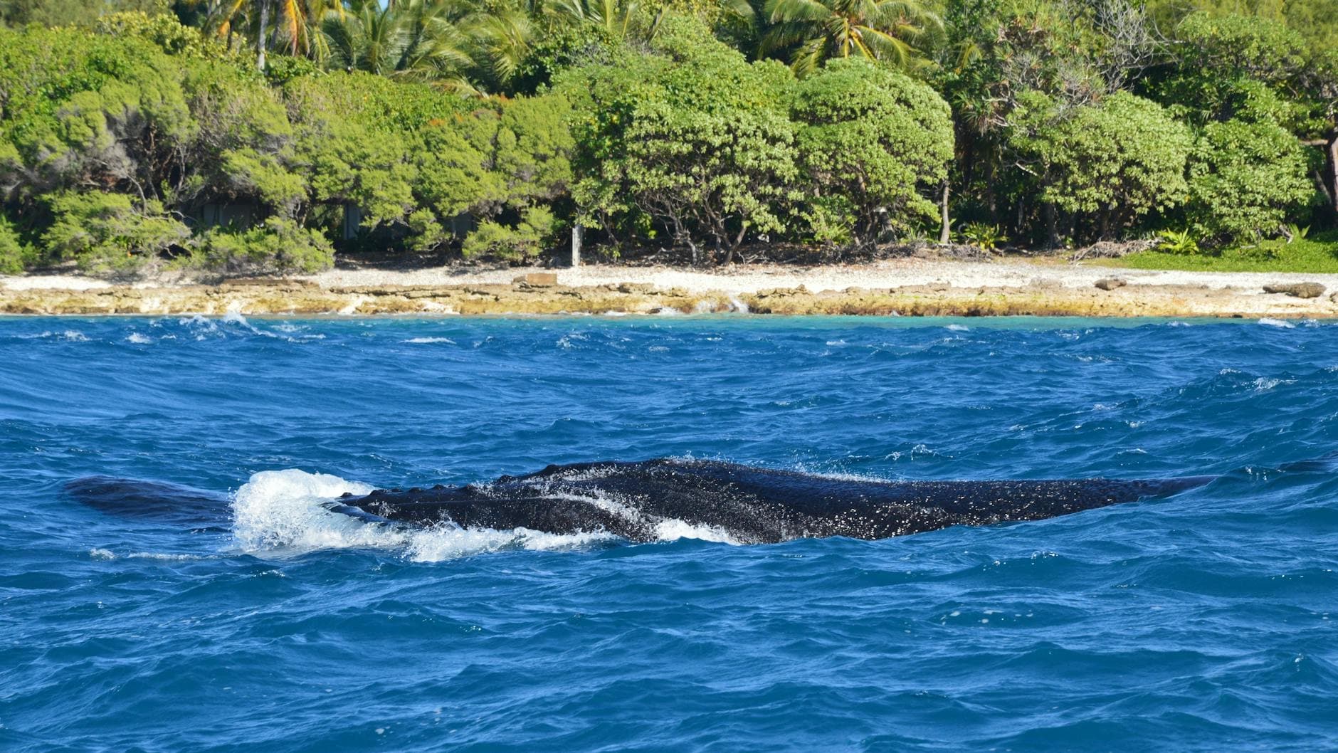 Whale Watching Samaná